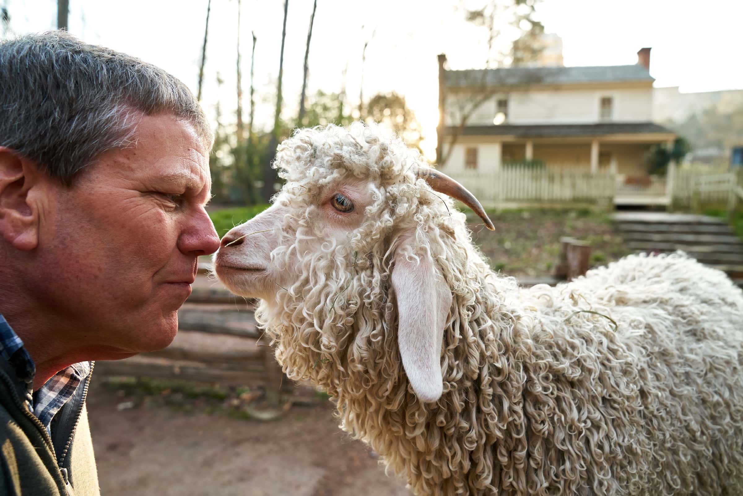 Why Sheep Started So Many Wars in the American West