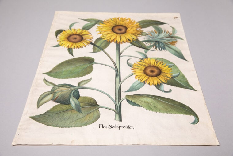 Sunflower Botanical Print | Cherokee Garden Library Collection Highlight |  Exhibitions | Atlanta History Center